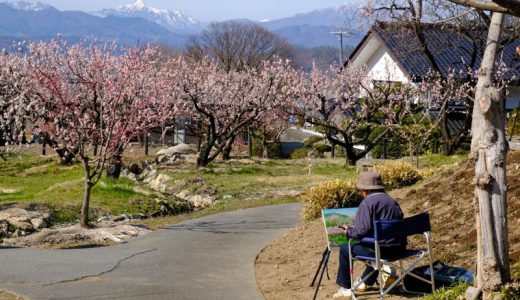 アンズの花って見たことある？長野県千曲市「あんずの里」を散歩して「あんずソフトクリーム」