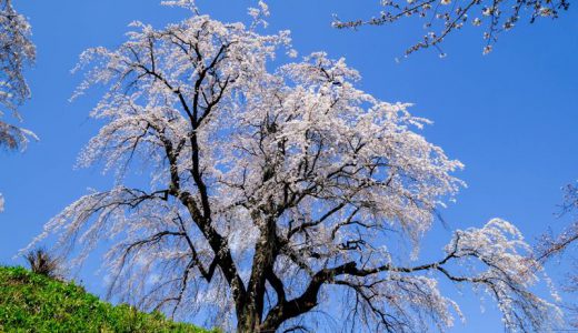胸いっぱいに新鮮な空気を吸い込みたい！長野県長野市「光林寺のしだれ桜」をレポート