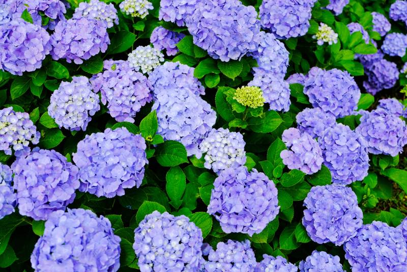 多彩な品種 1万本が咲き誇る北信州のあじさい寺 長野県飯山市 高源院 の紫陽花 Y 山側